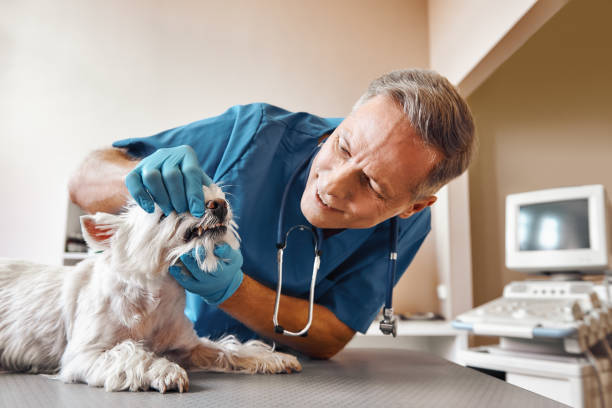 Best Emergency Dental Surgery in Port Angeles, WA